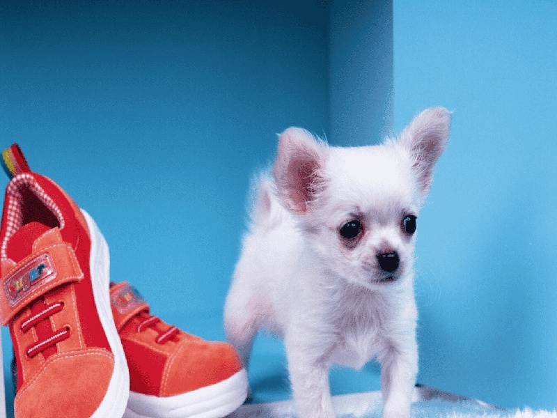 <strong>石家庄泰国试管流程准备（54岁试管成功）</strong>